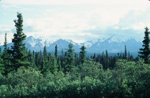 Wrangell Mountains from Alaska Highway Summer 1980